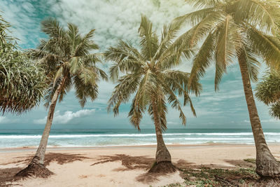 Beautiful sea on a sunny day there is an arch of a coconut tree frame