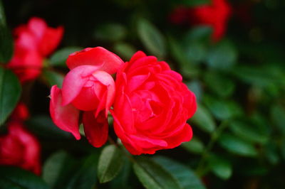 Close-up of red rose