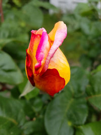 Close-up of red rose