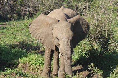 Elephant in park