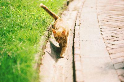 Cat on a footpath