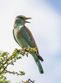 Low angle view of bird perching on tree against clear sky