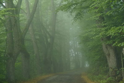 Road amidst trees in forest during rainy season