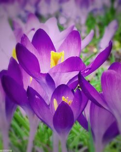 Close-up of purple crocus blooming outdoors