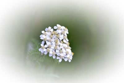 Close-up of white flowers