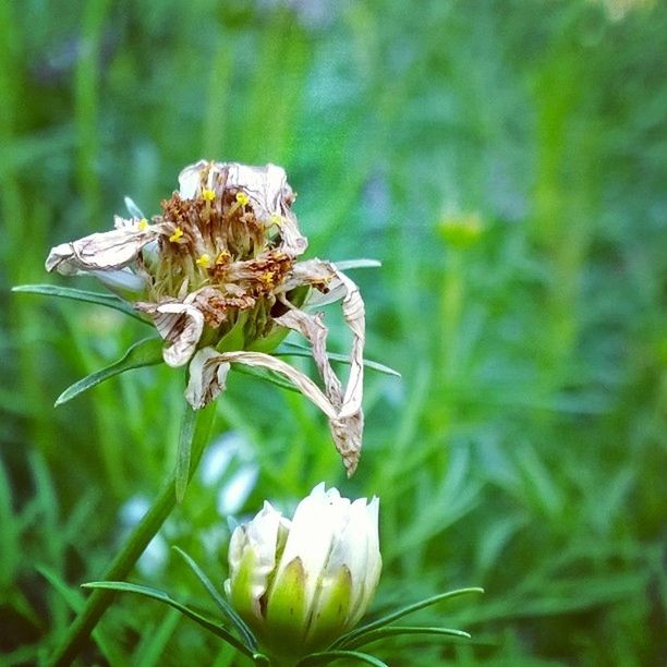 flower, insect, one animal, animal themes, fragility, animals in the wild, growth, close-up, focus on foreground, wildlife, plant, freshness, petal, nature, beauty in nature, flower head, stem, selective focus, blooming, white color