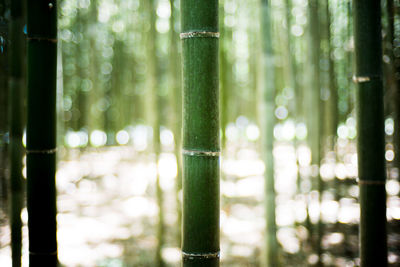 Close-up of plant against blurred background