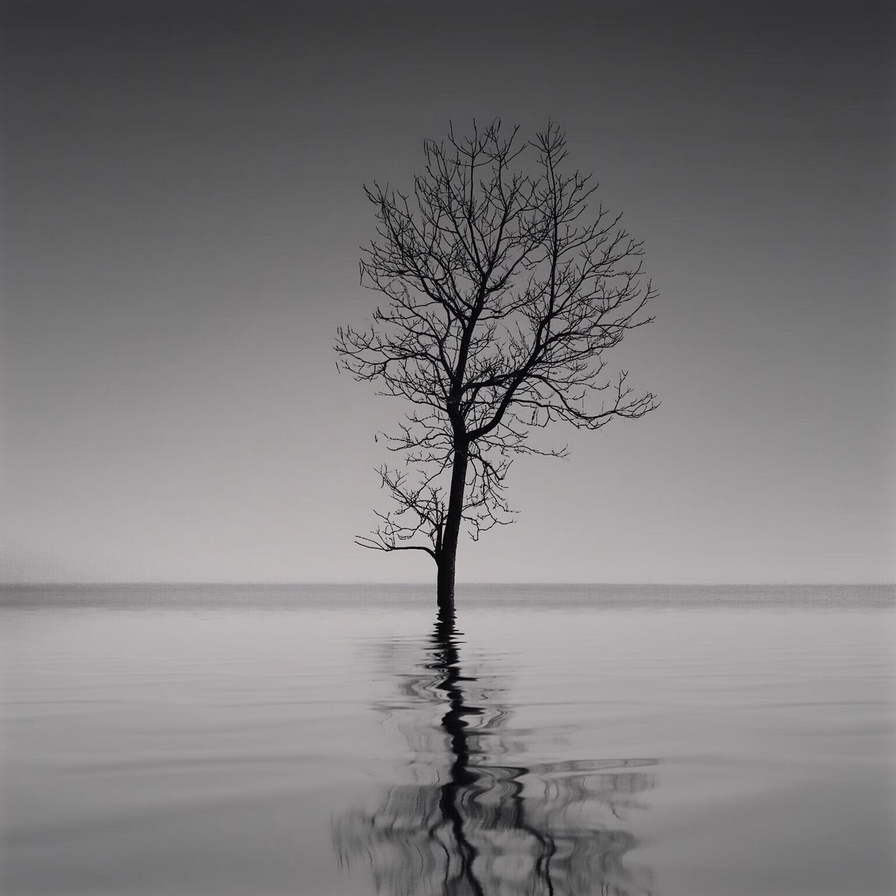 water, tranquility, tranquil scene, bare tree, clear sky, scenics, reflection, tree, waterfront, beauty in nature, nature, lake, branch, silhouette, idyllic, tree trunk, horizon over water, sea, copy space, sky