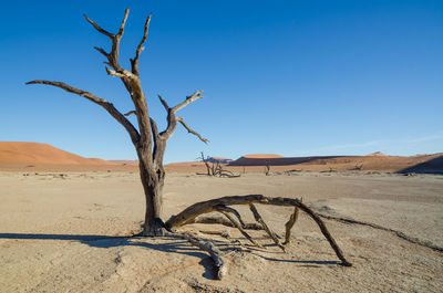 Bare tree on desert against blue sky