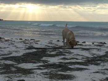 View of horse on beach