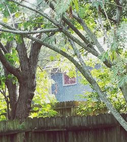 Low angle view of tree