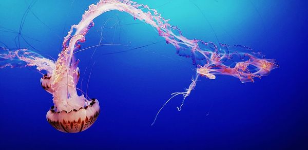 Close-up of jellyfish in sea