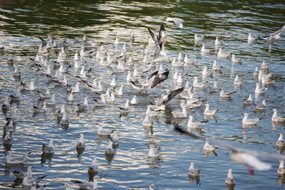 Birds flying over lake