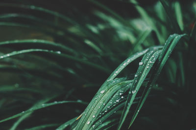 Close-up of wet plant