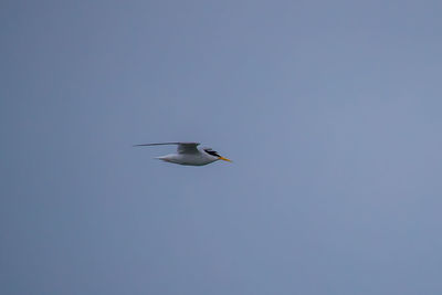 Low angle view of bird flying in sky