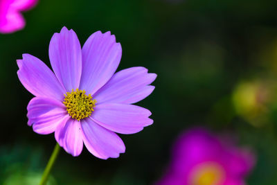 Close-up of purple flowering plant