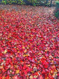 High angle view of red maple leaves