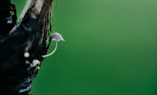 Close-up of lizard on leaf