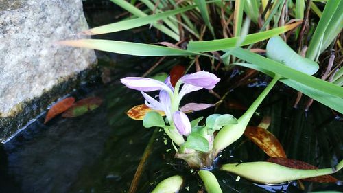 Close-up of flowers by plants