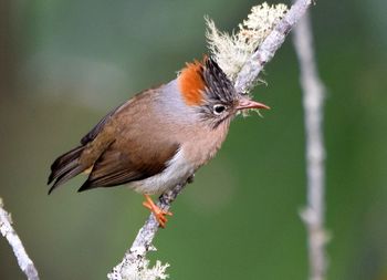 Yuhina bird 