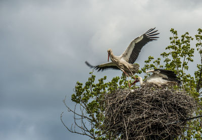 Low angle view of birds flying against sky