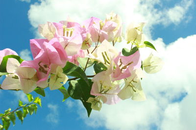 Close-up of bougainvillea blooming against sky