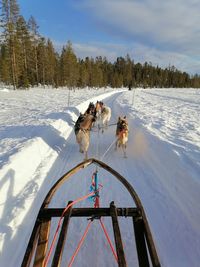 Dogs running on snow covered field