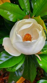 Close-up of white flowers