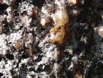 Full frame shot of turtle