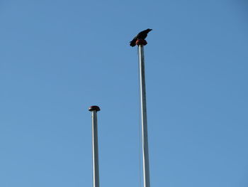 Low angle view of bird perching on street light against sky