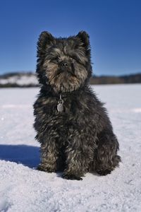 Portrait of dog on snow