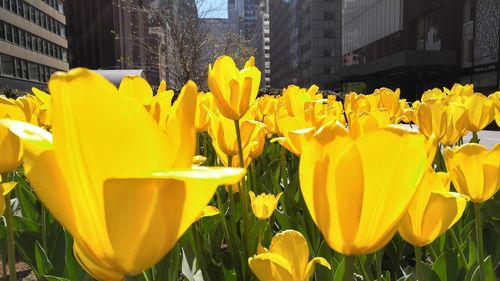 Yellow flowers blooming in park