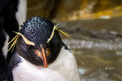 Close-up of bird