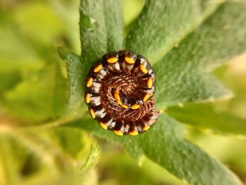 Close-up of insect on flower