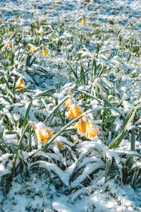 Scenic view of snow covered field