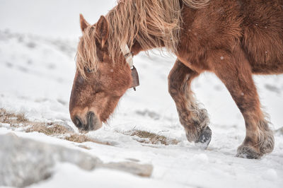 Close-up of a horse in winter 