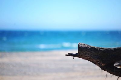 View of driftwood on beach against sky