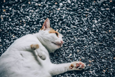 High angle view of cat relaxing on street