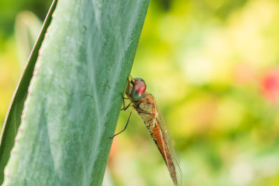 Close-up of insect on leaf