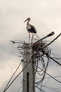 Low angle view of bird perching on wooden post against sky