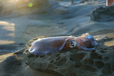 Close-up of fish in sea