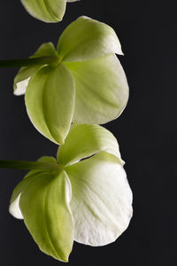 Close-up of white flowers over black background