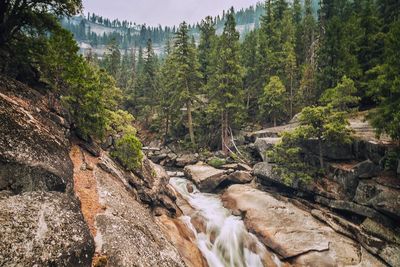Scenic view of river amidst trees in forest