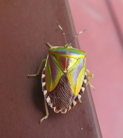 Close-up of insect on leaf