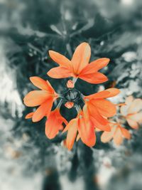 Close-up of orange flowering plant