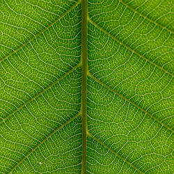 Full frame shot of green leaves