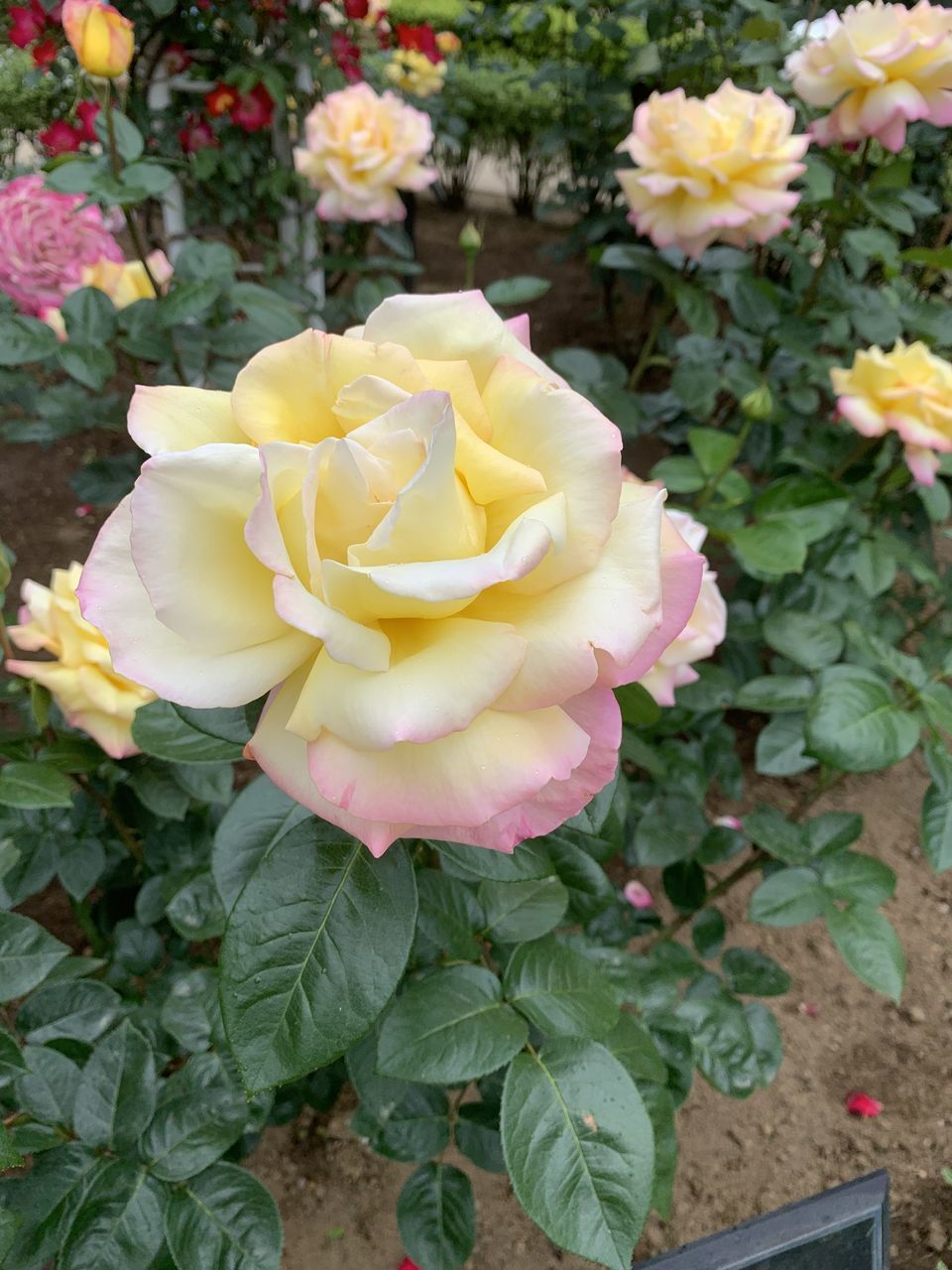 flowering plant, flower, plant, beauty in nature, freshness, petal, garden roses, nature, flower head, rose, fragility, inflorescence, plant part, leaf, high angle view, close-up, growth, yellow, no people, day, outdoors, pink, springtime, green, directly above, multi colored