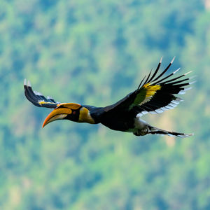 Close-up of great hornbill flying against blurred background