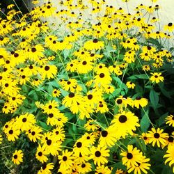 Close-up of daisy flowers