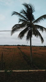 Palm trees on field against sky